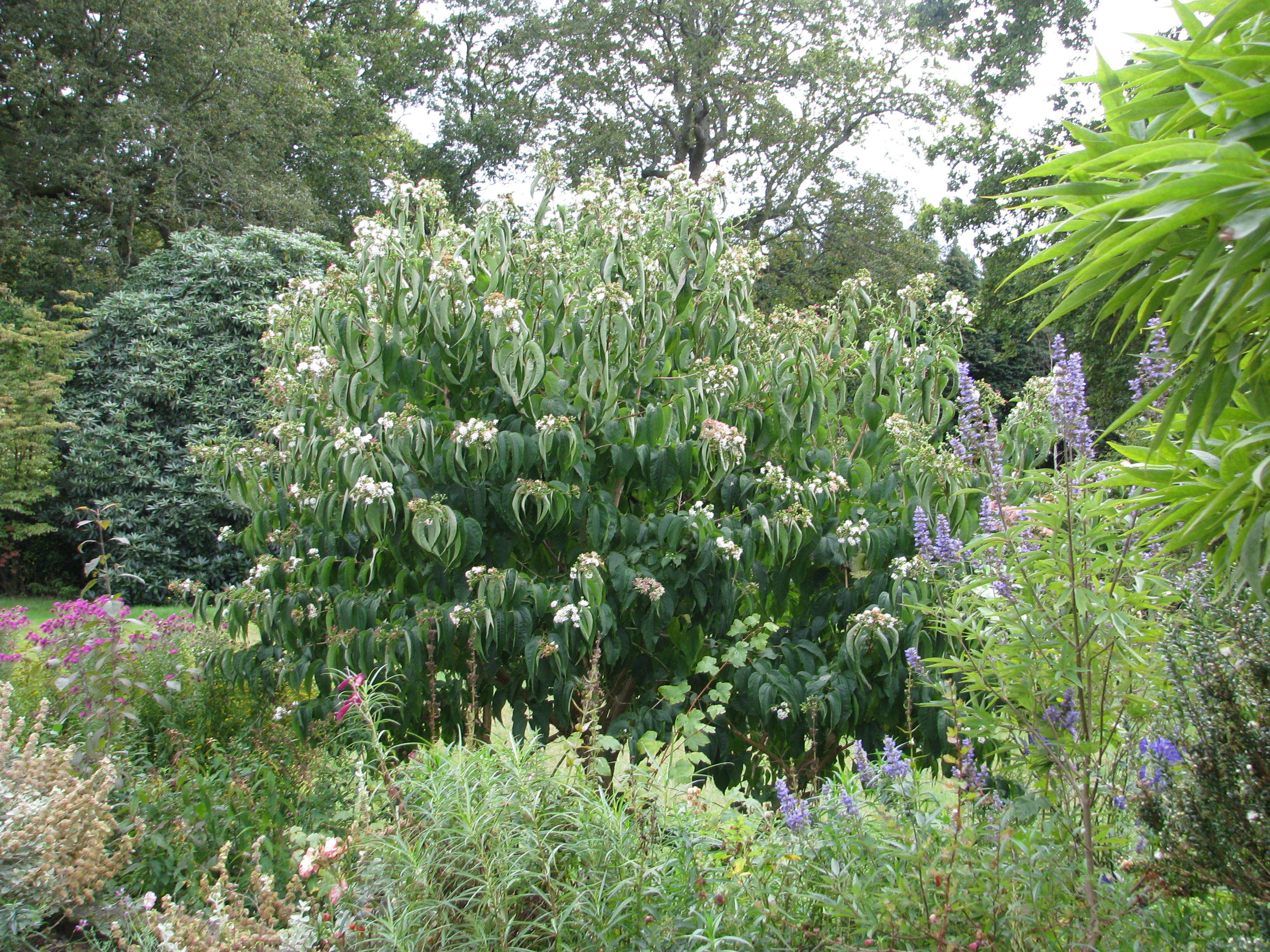 Image de Heptacodium