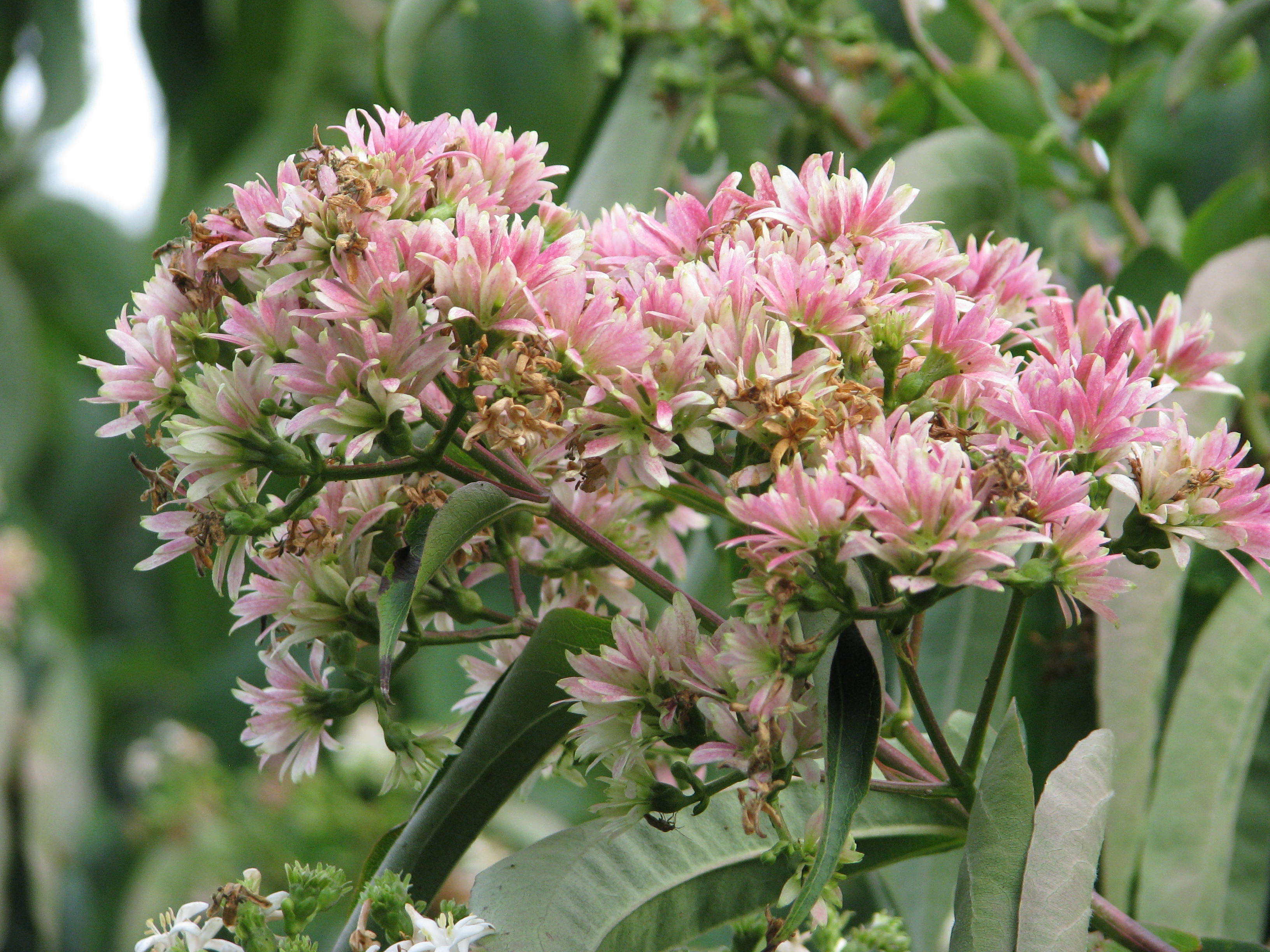 Image of Heptacodium