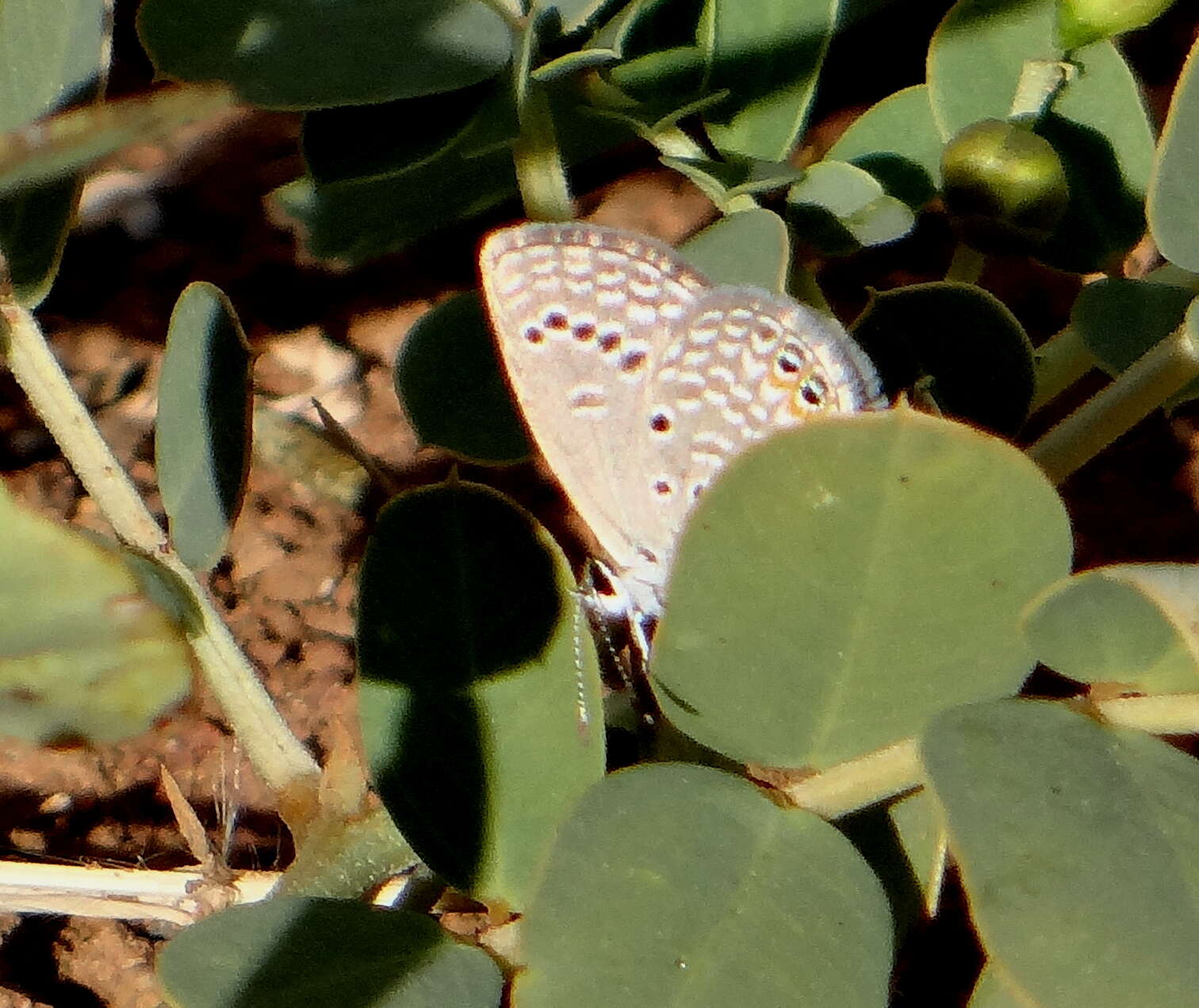 Image of Grass jewel