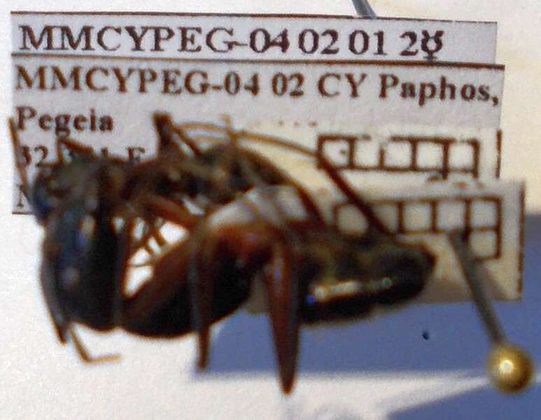 صورة Camponotus sanctus Forel 1904