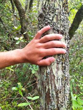 صورة Moquiniastrum polymorphum subsp. ceanothifolium (Less.) G. Sancho