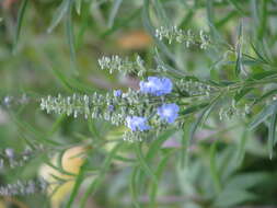 Image of azure blue sage