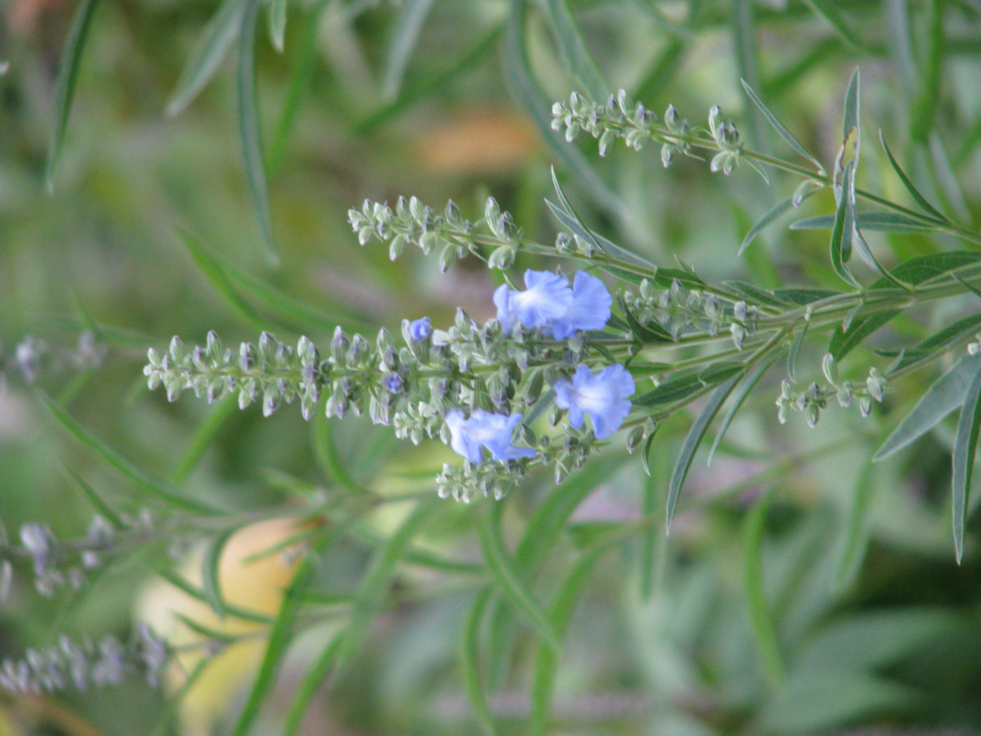 Image of azure blue sage