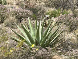 Agave palmeri Engelm. resmi