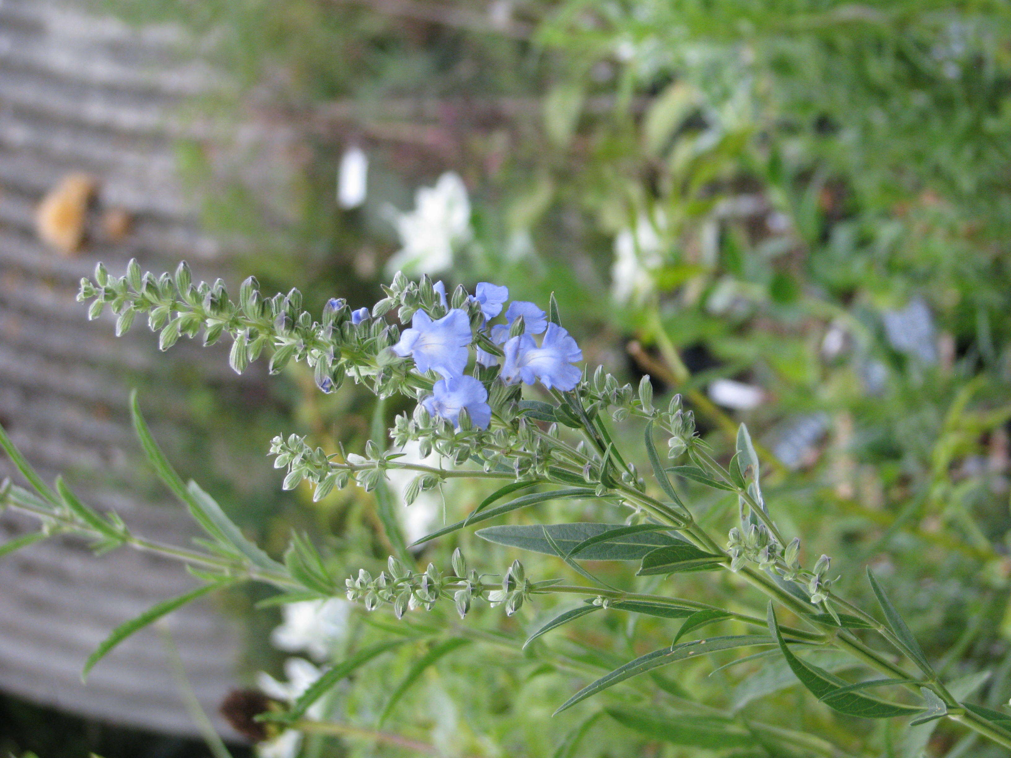 Image of azure blue sage