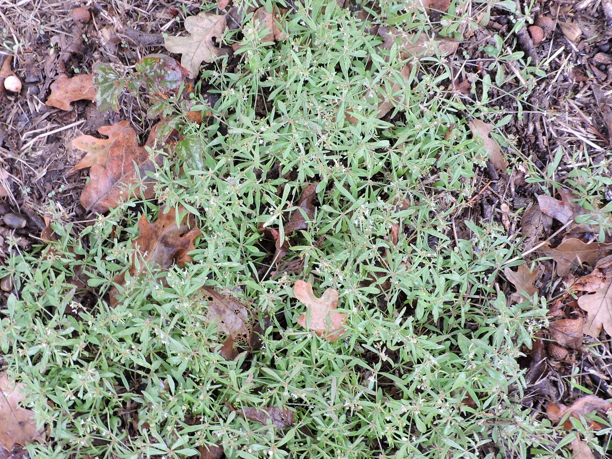 Image of carpetweed