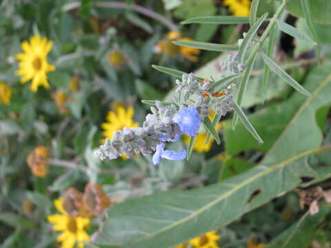 Image of azure blue sage