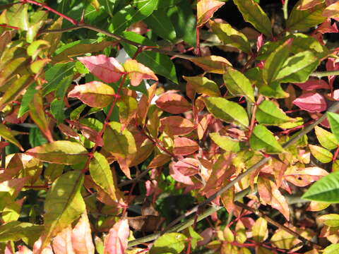 Image of Zanthoxylum armatum DC.