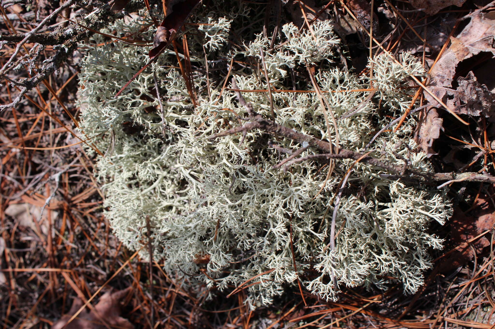 Image of Reindeer lichen