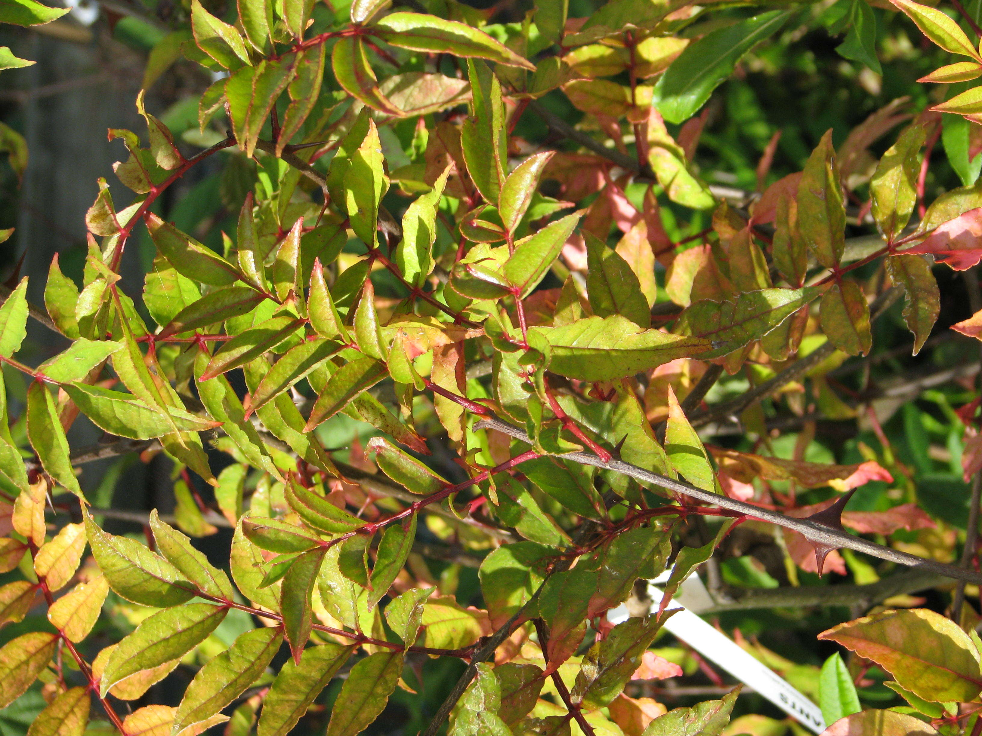 Image of Zanthoxylum armatum DC.