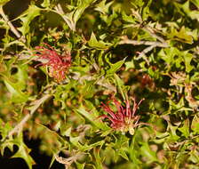 Image of Grevillea aquifolium Lindl.