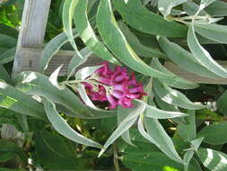 Sivun Buddleja colvilei Hook. fil. & Thomson kuva