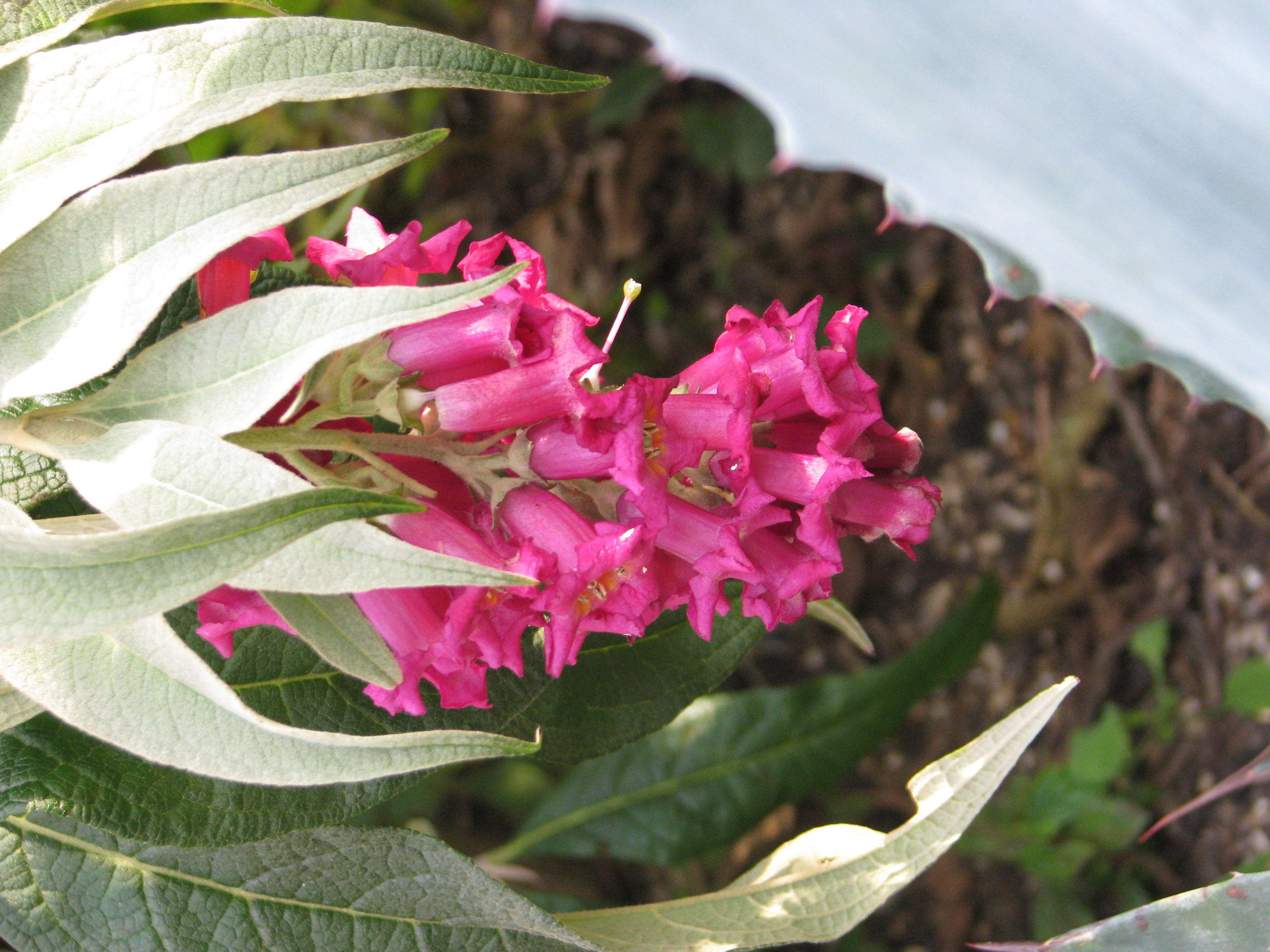 Sivun Buddleja colvilei Hook. fil. & Thomson kuva