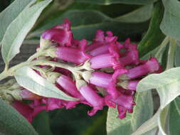 Sivun Buddleja colvilei Hook. fil. & Thomson kuva