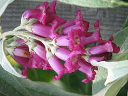 Sivun Buddleja colvilei Hook. fil. & Thomson kuva