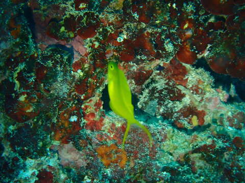 Image of Bicolor fangblenny