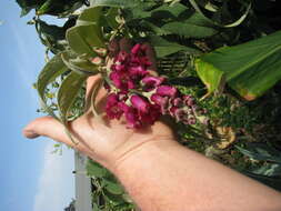 Sivun Buddleja colvilei Hook. fil. & Thomson kuva