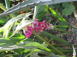 Sivun Buddleja colvilei Hook. fil. & Thomson kuva