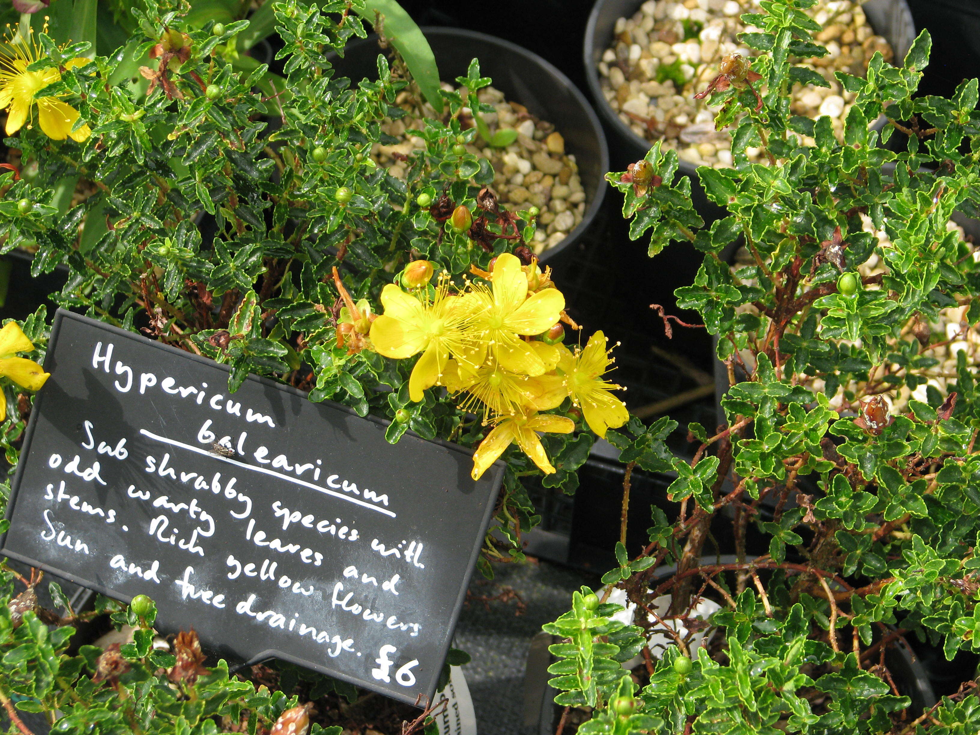 Image of Hypericum balearicum L.