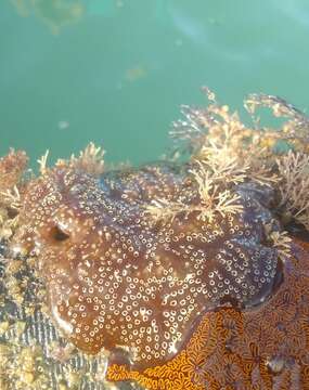 Image of Mottled Encrusting Tunicate