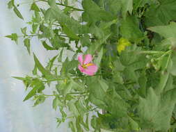 Image of Virginia saltmarsh mallow