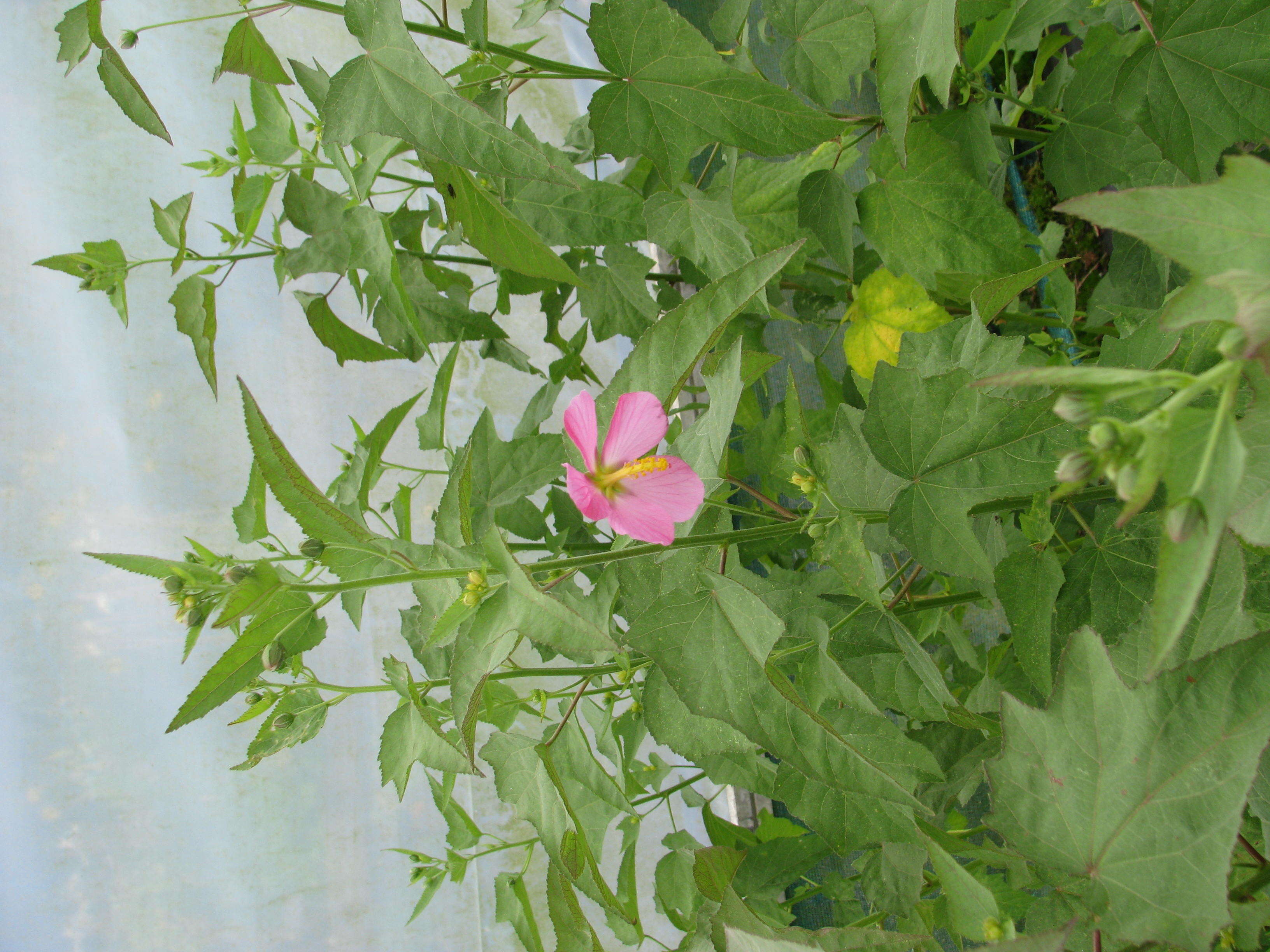 Image of Virginia saltmarsh mallow