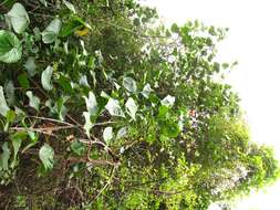 Image of Hibiscus tiliaceus subsp. tiliaceus