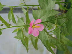 Image of Virginia saltmarsh mallow