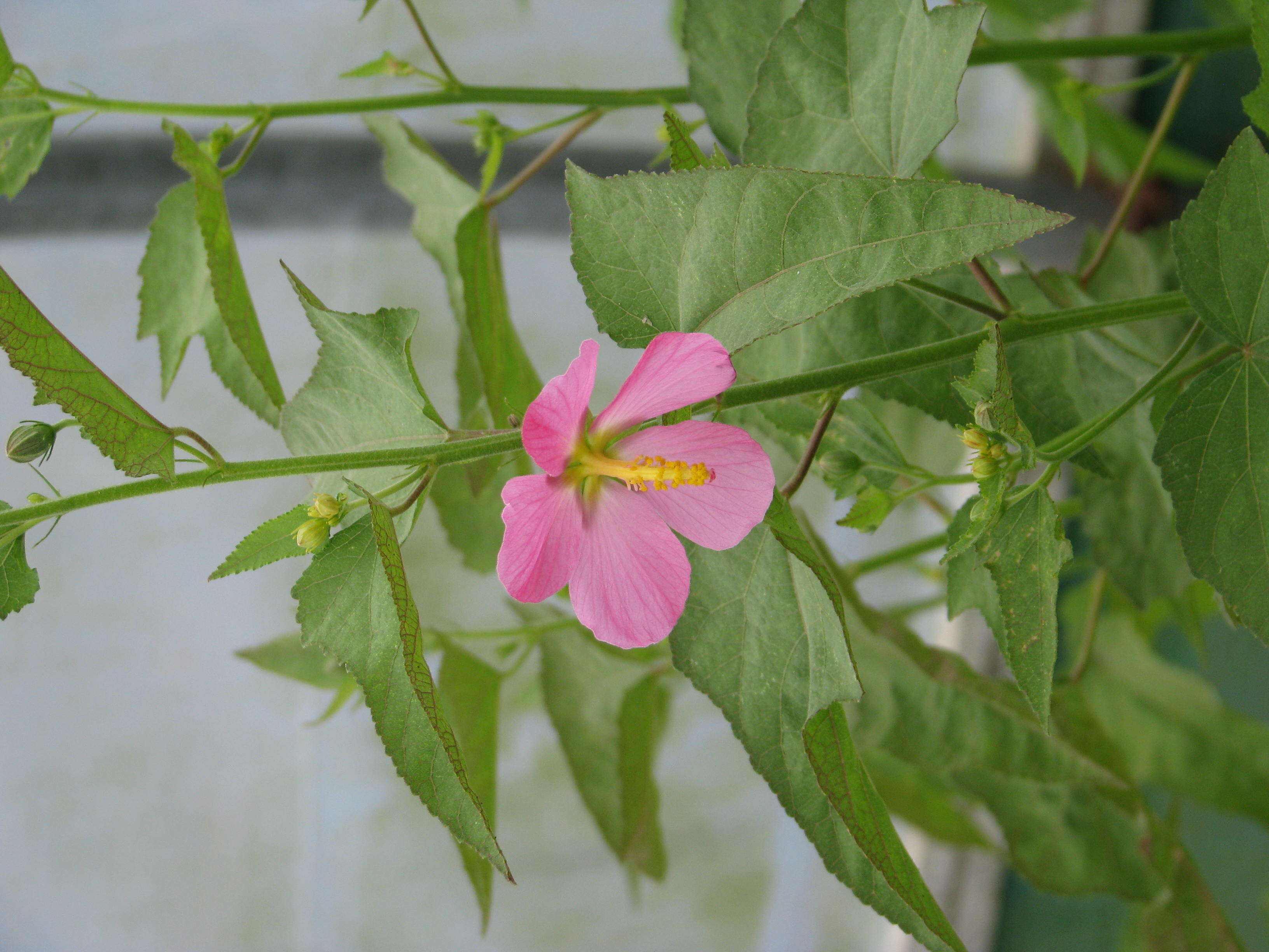 Image of Virginia saltmarsh mallow