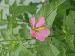 Image of Virginia saltmarsh mallow