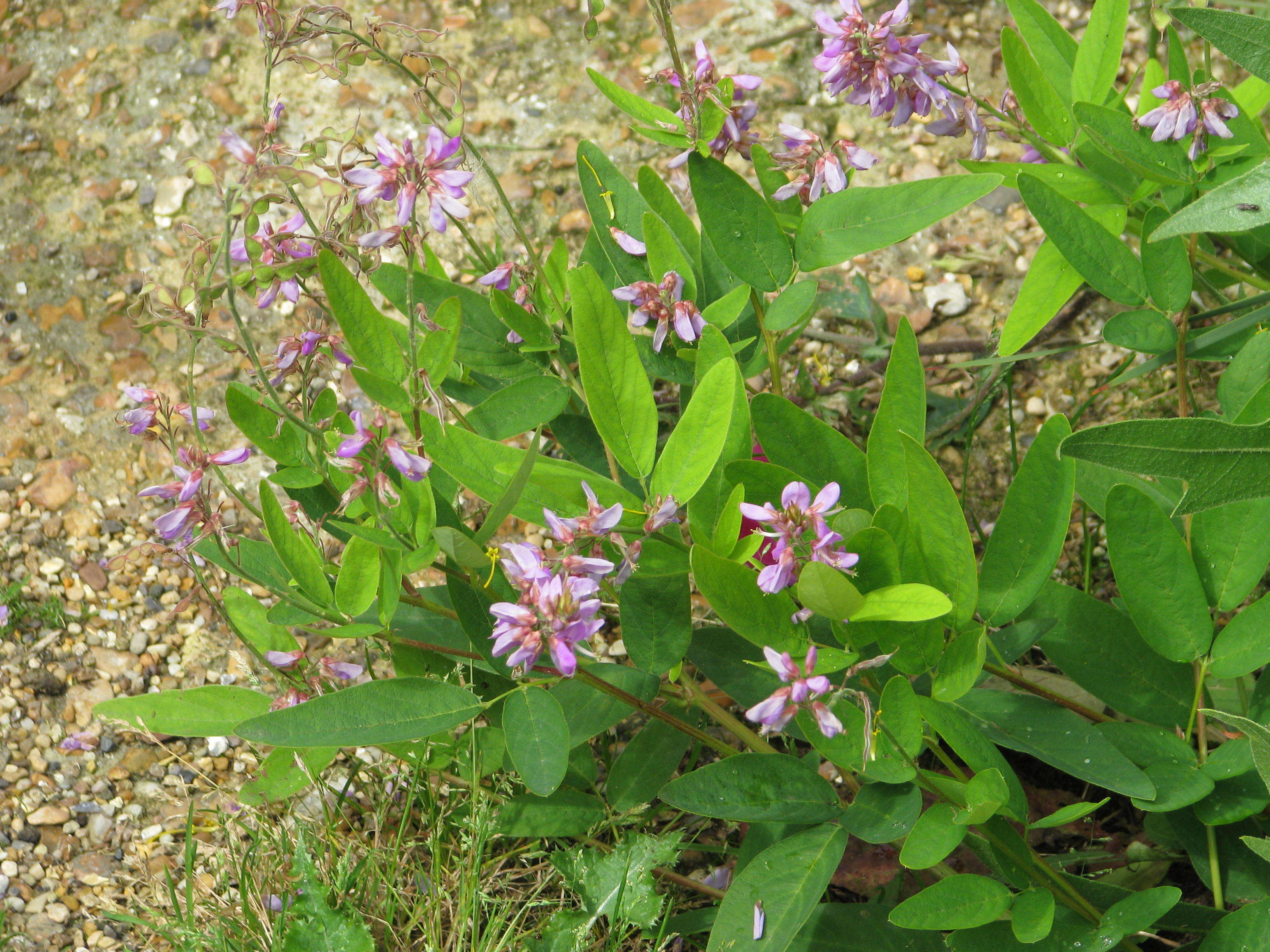 Image of showy ticktrefoil