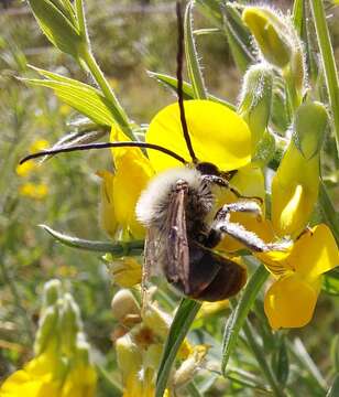 Image of Eucera longicornis (Linnaeus 1758)