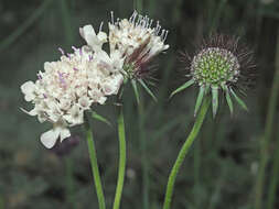 Image of Scabiosa bipinnata C. Koch