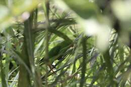 Image of Red-headed Lovebird