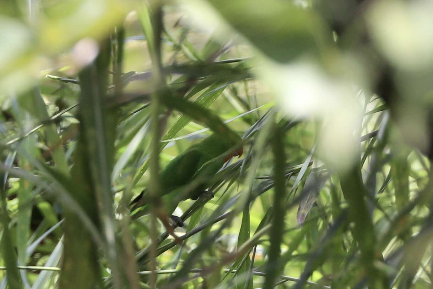 Image of Red-headed Lovebird