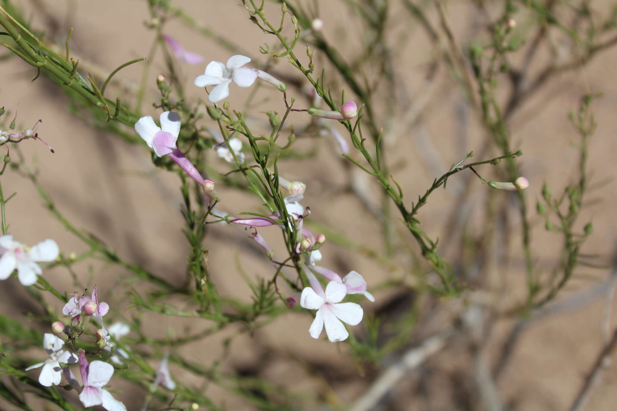 Image of gilia beardtongue