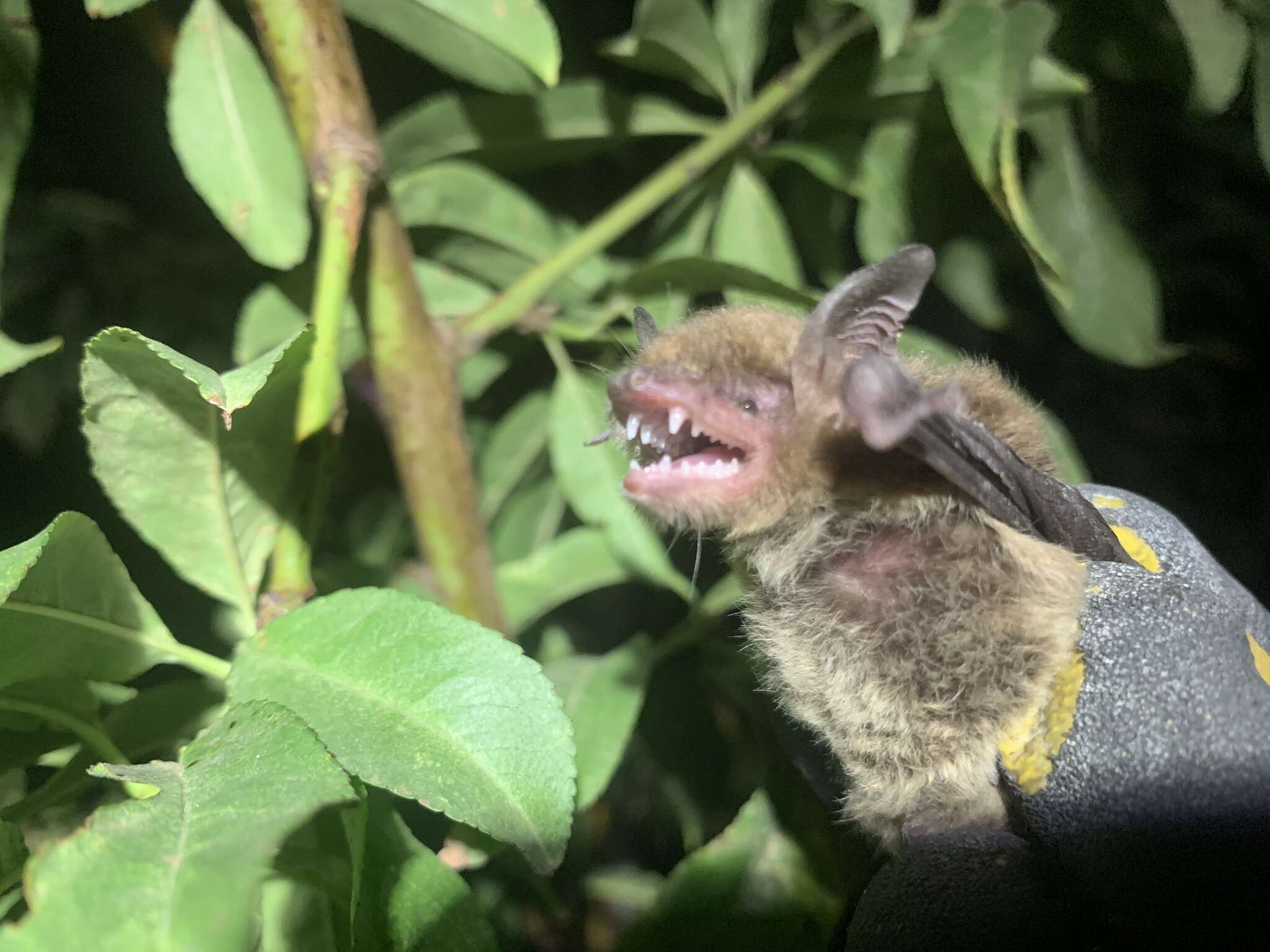 Image of Cave Myotis