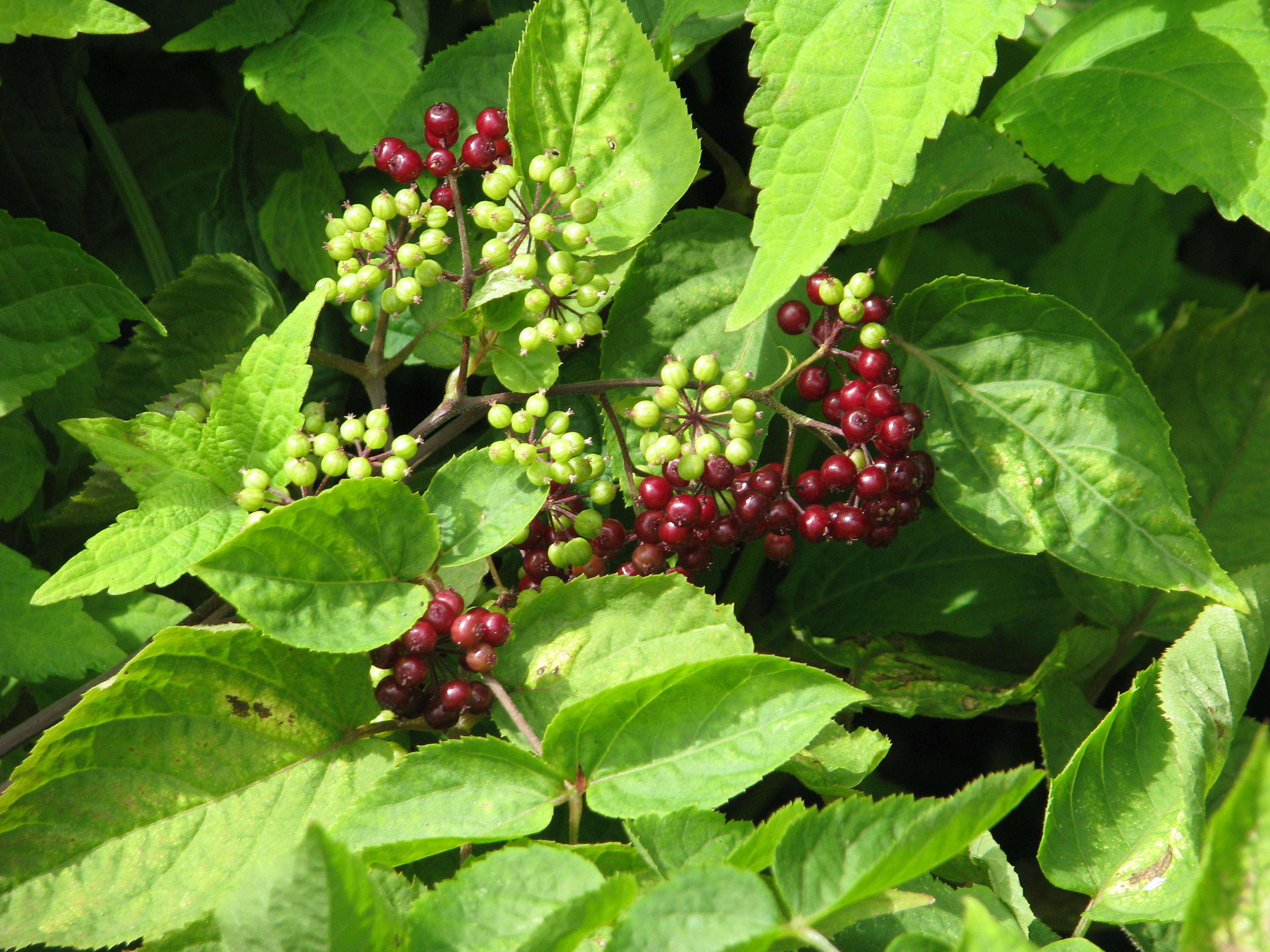 Image of American spikenard