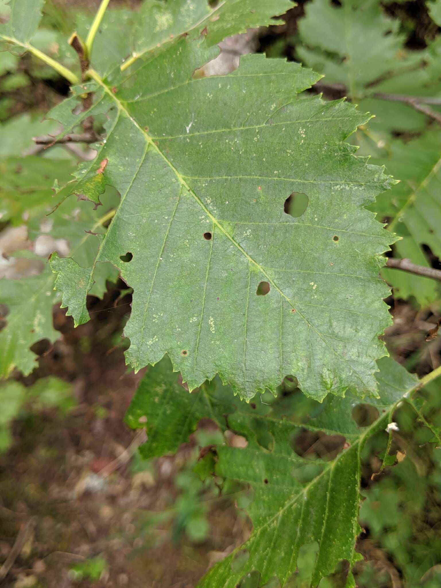 Image of <i>Acalitus phyllereus</i> (Nalepa 1919)