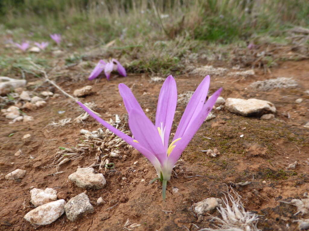 Image of Colchicum filifolium (Cambess.) Stef.