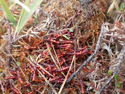 Image of Purple Spoonwort