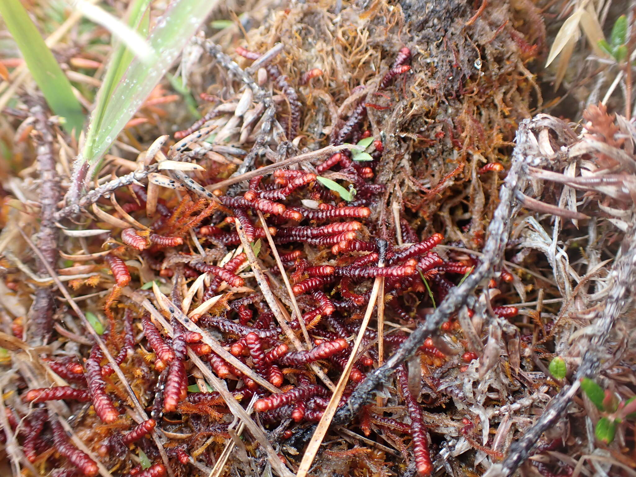 Image of Purple Spoonwort