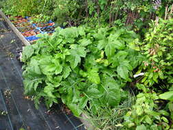 Image of Cabbage Thistle