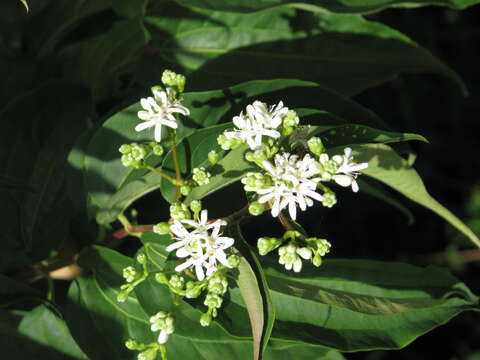 Image of Heptacodium