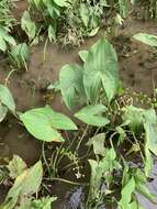 Imagem de Sagittaria australis (J. G. Sm.) Small