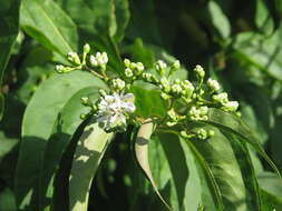 Image de Heptacodium