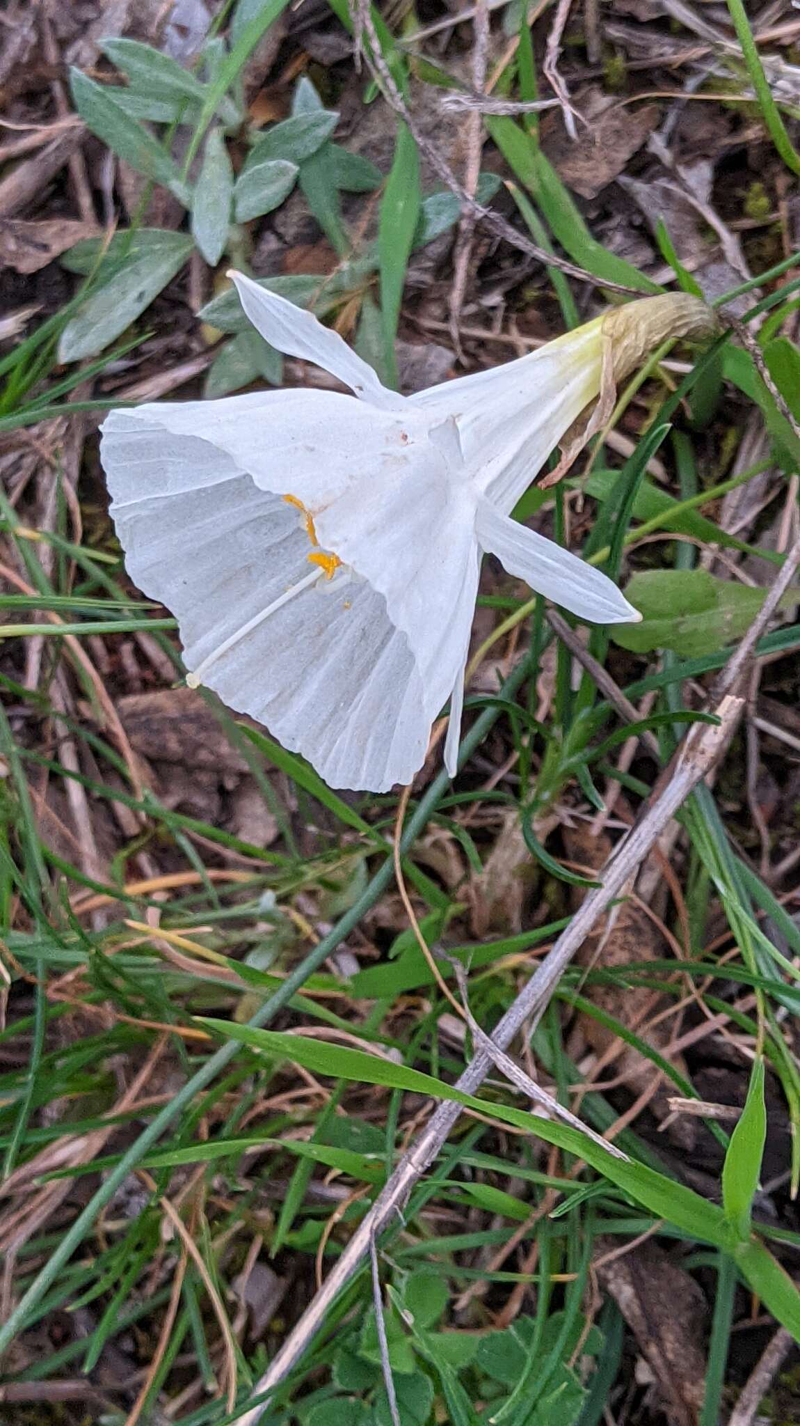 Image of Narcissus cantabricus DC.