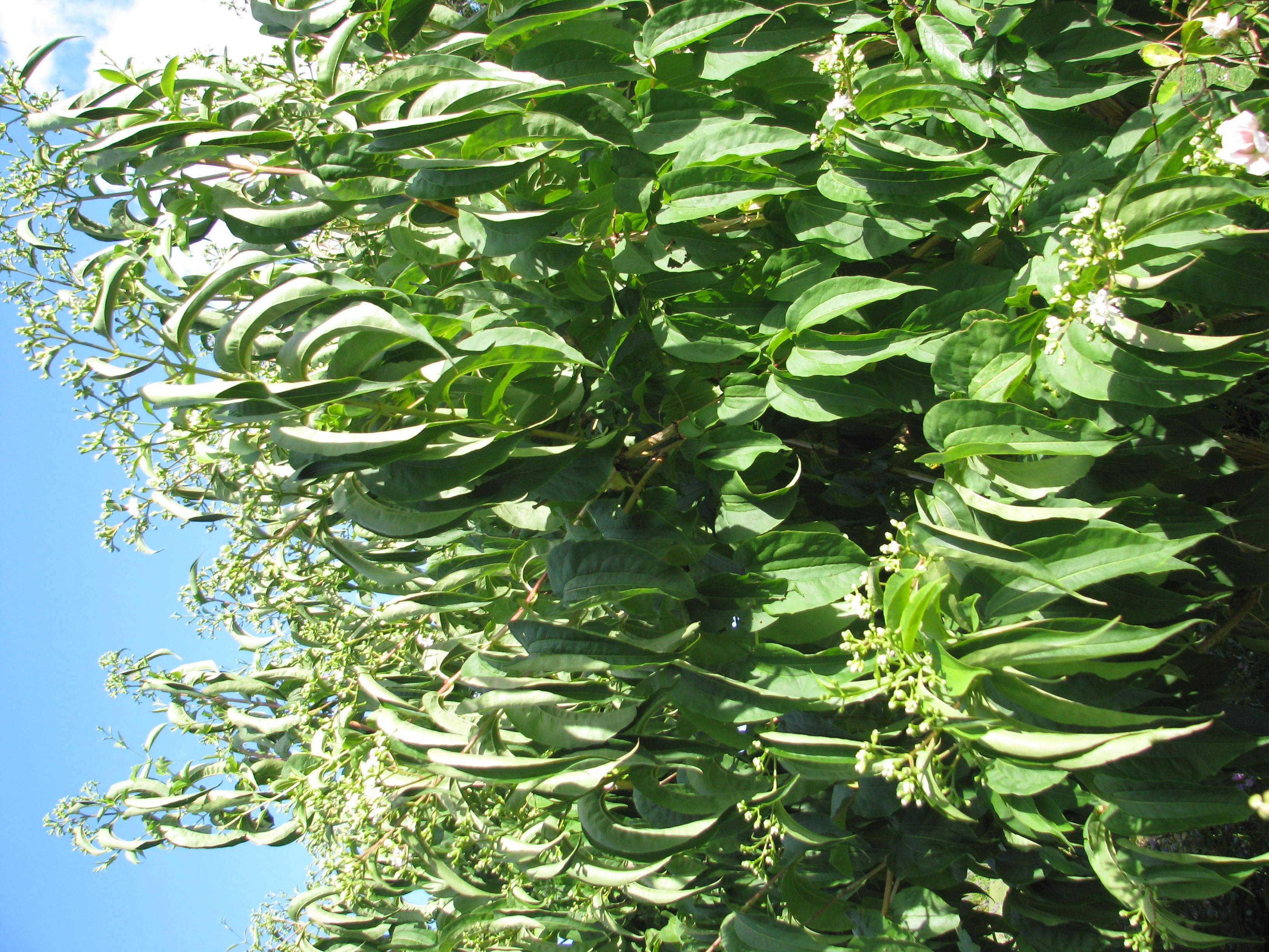 Image of Heptacodium