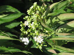 Image of Heptacodium