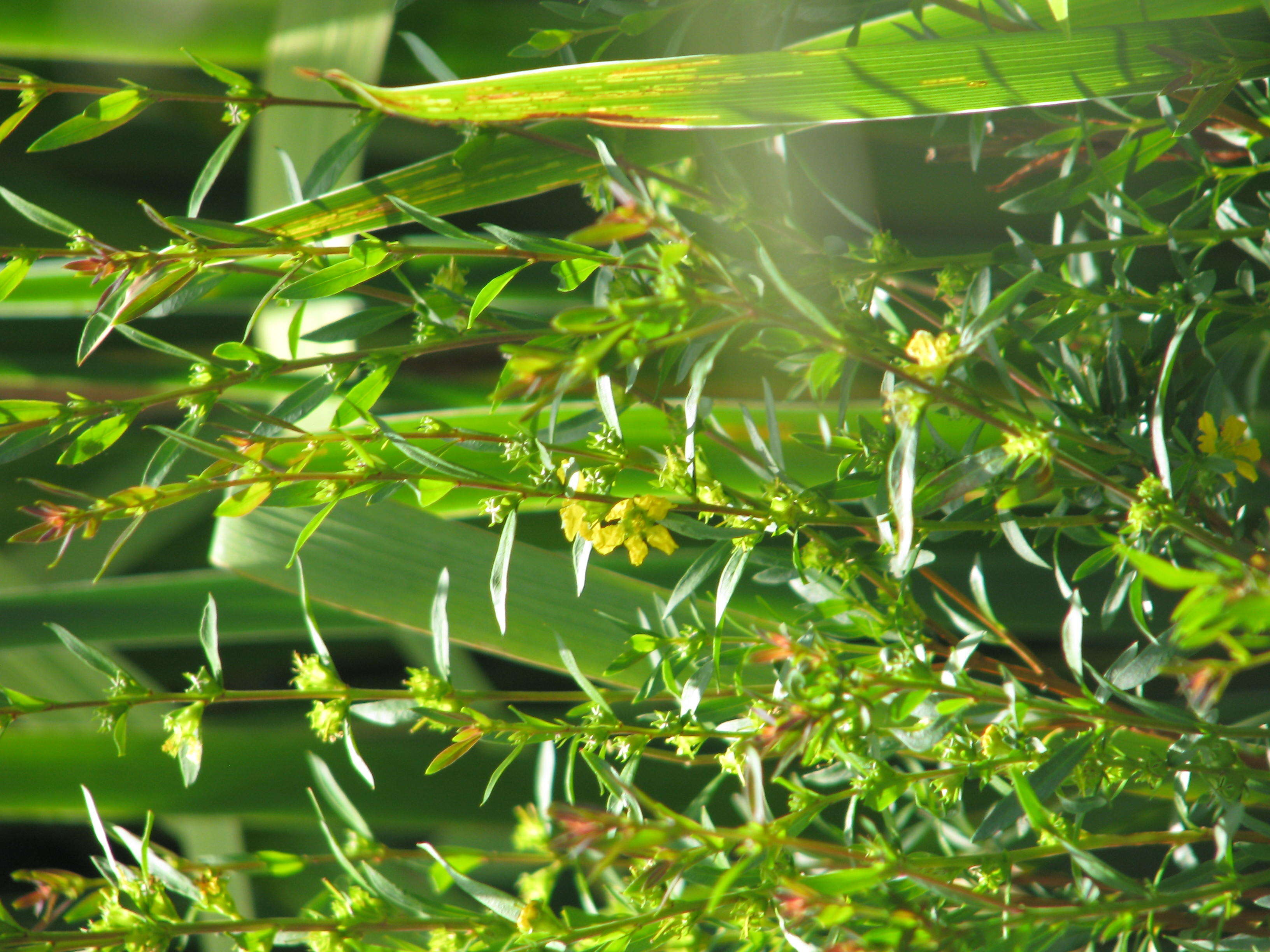 Image of shrubby yellowcrest